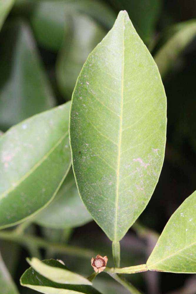              Unifoliolate leaf (Riverside, CA)       